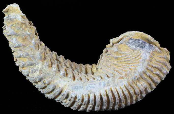 Cretaceous Fossil Oyster (Rastellum) - Madagascar #49879